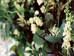 十二星座開(kāi)會(huì)獅子座拍桌子