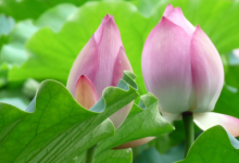 鼠和鼠的屬相合不合 鼠和鼠做生意合不合財