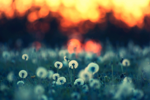 鼠和兔配婚姻好不好 鼠和兔在一起對誰不利