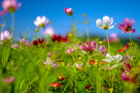 生肖蛇和什么生肖最配 生肖蛇最配哪個(gè)生肖