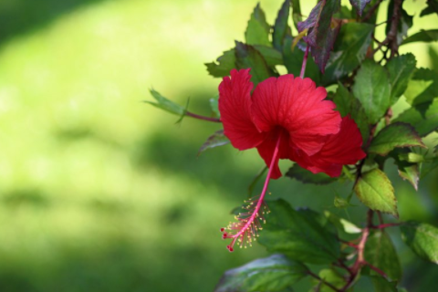 雙子座一生命運如何 雙子座命運好嗎