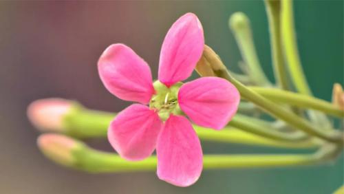 夢見老人意外受傷是什么意思 夢見老人意外受傷是什么意思