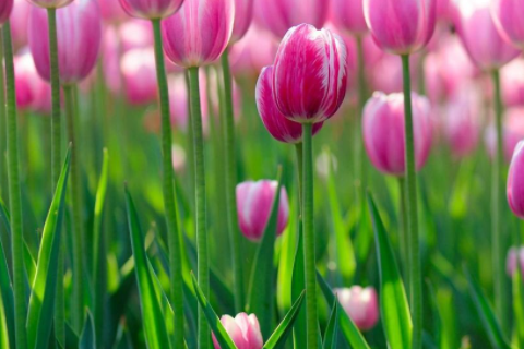 1985年屬牛的是什么命 1985屬牛的一生婚姻