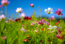 屬牛什么時辰出生最好 屬牛最好的出生月份