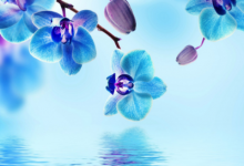 鼠配鼠的婚姻好不好 鼠配鼠的命運(yùn)會(huì)怎么樣