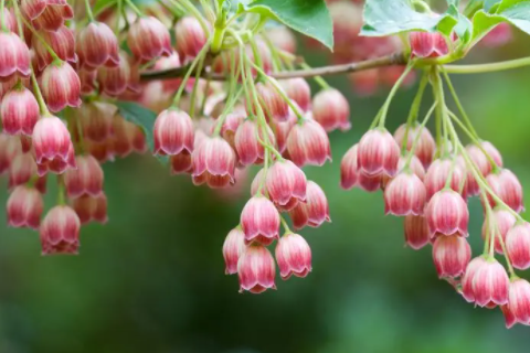 老鼠和雞婚姻好嗎 鼠和雞相沖嗎相克嗎