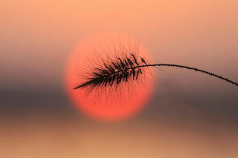 龍和馬的屬相合不合 龍和馬的生肖婚姻配嗎