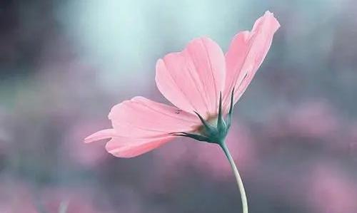 夢見女嬰死了是什么意思