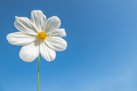 上墳不能帶三物帶了會有大災(zāi) 上墳不能拿的三種水果