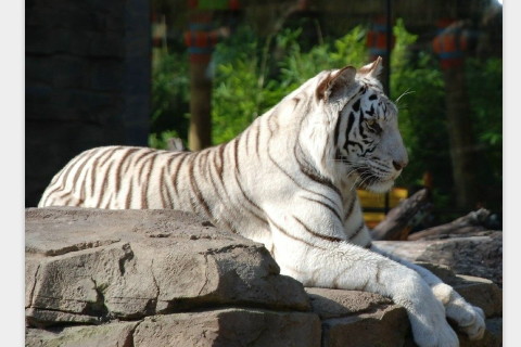 男虎女猴屬于上等婚姻?男虎女猴在一起怎樣化解