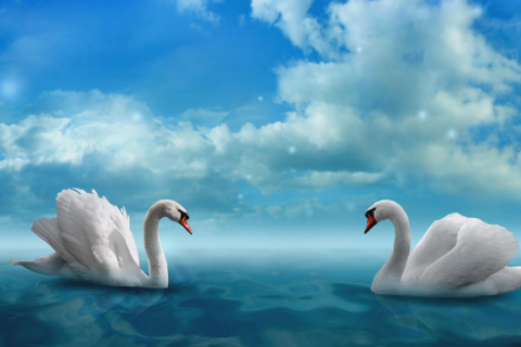 牛和雞相配婚姻如何 牛和雞的屬相適合做夫妻嗎