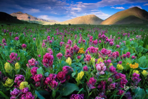 95年屬豬男跟什么屬相配 95豬男最佳婚姻配對