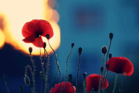 天蝎座為什么癡迷水瓶 天蝎水瓶真的很能互虐嗎