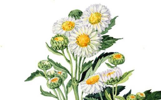 女士好聽的英文名字 女士好聽的英文名字