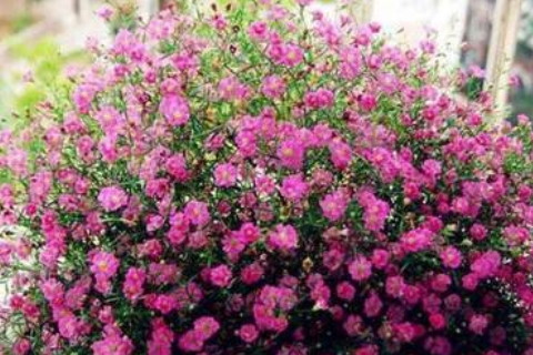 牡丹花的寓意和風(fēng)水?牡丹花的寓意和象征花語