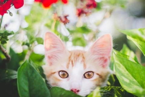 女屬羊的和什么屬相最配 女屬羊配什么最合適