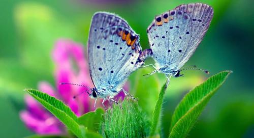 夢見婚車是什么意思 夢見婚車是什么意思