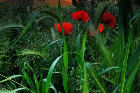 射手和獅子配對 射手和獅子座匹配程度是多少