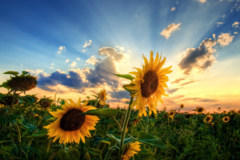 財(cái)神方位怎么坐 財(cái)神方位是朝向還是坐向