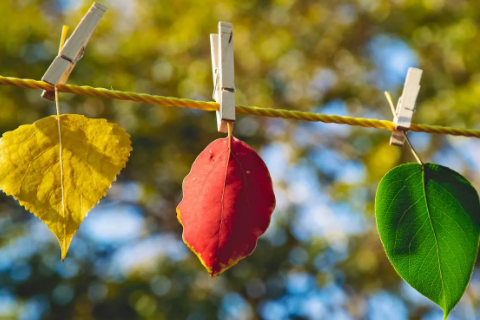 兔和豬相配婚姻如何 兔和豬生肖合不合