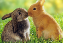 男狗女狗婚配怎么樣 男狗女狗生什么屬相的寶寶好