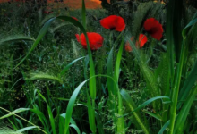 金牛女和巨蟹男 金牛和巨蟹適合談戀愛嗎