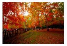 癸未年屬羊的人命如何?癸未年柱是什么命