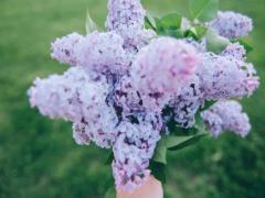 生肖鼠的獅子座和什么生肖星座最配