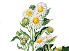 女士好聽的英文名字