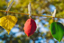 雞跟羊屬相合不合 雞跟羊屬相婚配如何呢