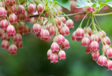 屬蛇不能和什么屬相配 屬蛇配偶屬什么最好