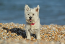 男猴女羊婚姻是否相配 男猴女羊生什么屬相寶寶