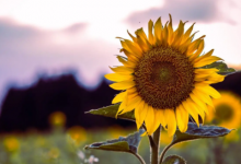 屬豬的貴人是什么屬相 屬豬貴人是屬什么最好