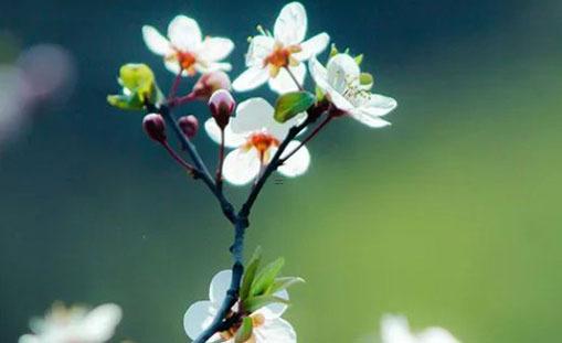 96屬鼠人一生婚姻 96年屬鼠婚姻與命運 96屬鼠人一生婚姻 96年屬鼠婚姻與命運