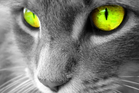 牛和什么屬相相沖 牛相沖相克的生肖