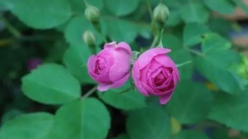 夢(mèng)見撿到一只小狗是什么意思 夢(mèng)見撿到一只小狗是什么意思