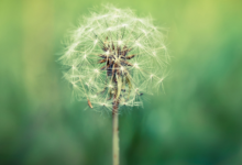 1978年屬什么生肖屬相 78年屬相是什么生肖