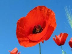 夢(mèng)見(jiàn)大樹(shù)倒下