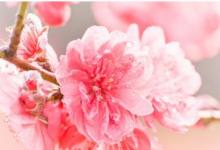 紫水晶球擺放在什么位置?紫水晶球的風(fēng)水作用以及擺放