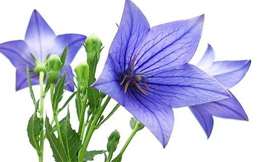 屬蛇人養(yǎng)什么花樹最旺財(cái)，屬蛇的人養(yǎng)什么花旺財(cái)