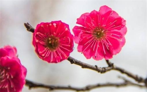 82年屬狗女2023的婚姻怎么樣,82年屬狗女在202年的運(yùn)程 82年屬狗女2023的婚姻怎么樣,82年屬狗女在202年的運(yùn)程