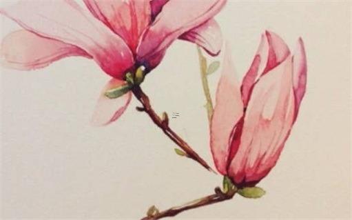 屬蛇的2023養銅錢草，生肖蛇養銅錢草