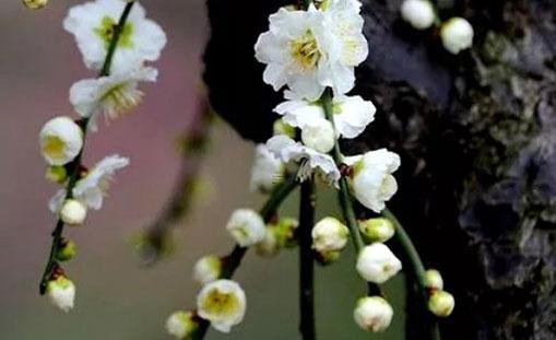 2023年本命年可以買(mǎi)房嗎，2023本命年可以結(jié)婚嗎