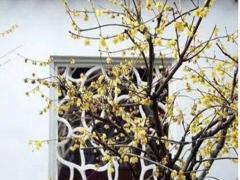 八二年屬女狗的是什么八字 八二年的女狗2021年的運程