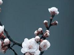 屬鼠男人找對象 屬鼠找什么對象