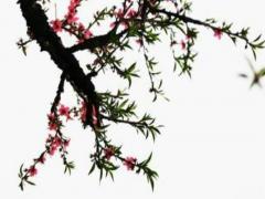 丑女多是什么五行八字 丑女命好