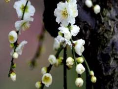 2023年本命年可以買房嗎,2023本命年可以結婚嗎