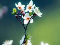 屬龍1988有幾個孩子,屬龍人晚年誰來陪