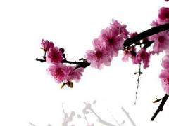 女屬羊男屬龍婚姻配嗎,女屬羊配男屬龍好嗎