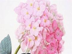 56年男屬猴的后半生 屬猴的56年生人今年多大